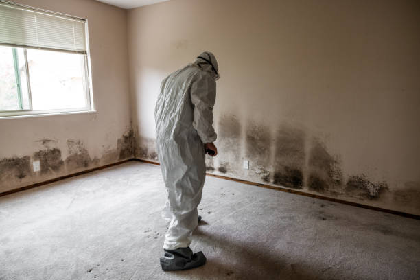 Best Professional Mold Removal  in USA